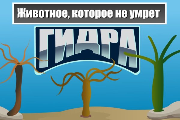 Как найти kraken