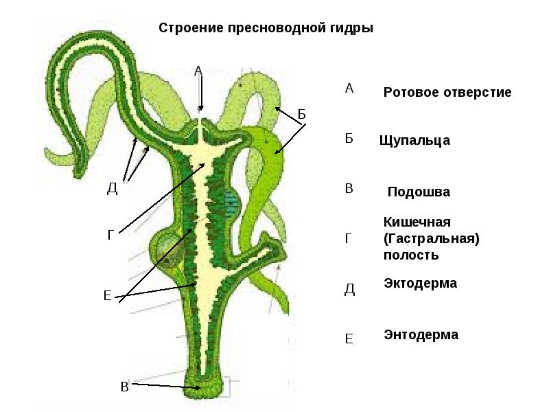 Кракен актуальная ссылка kraken torion net